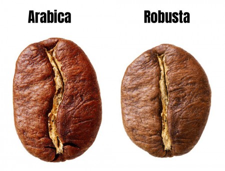 Arabica ou Robusta